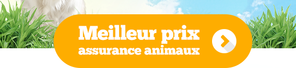 Meilleur prix assurance animaux
