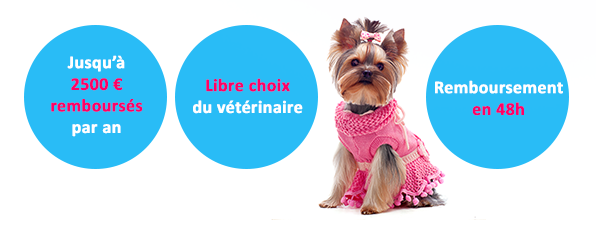 Jusqu'à 2500 € remboursés par an Libre choix du vétérinaire Remboursement en 48h